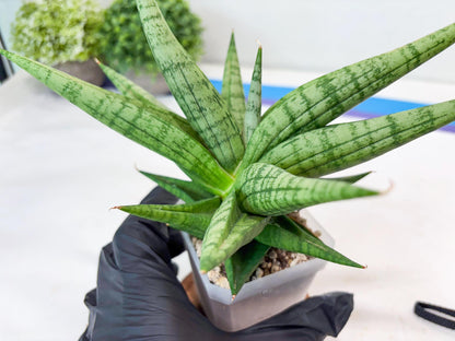 Sansevieria Bona (#Ba7) | Imported Plants | Rare Hybrid Species