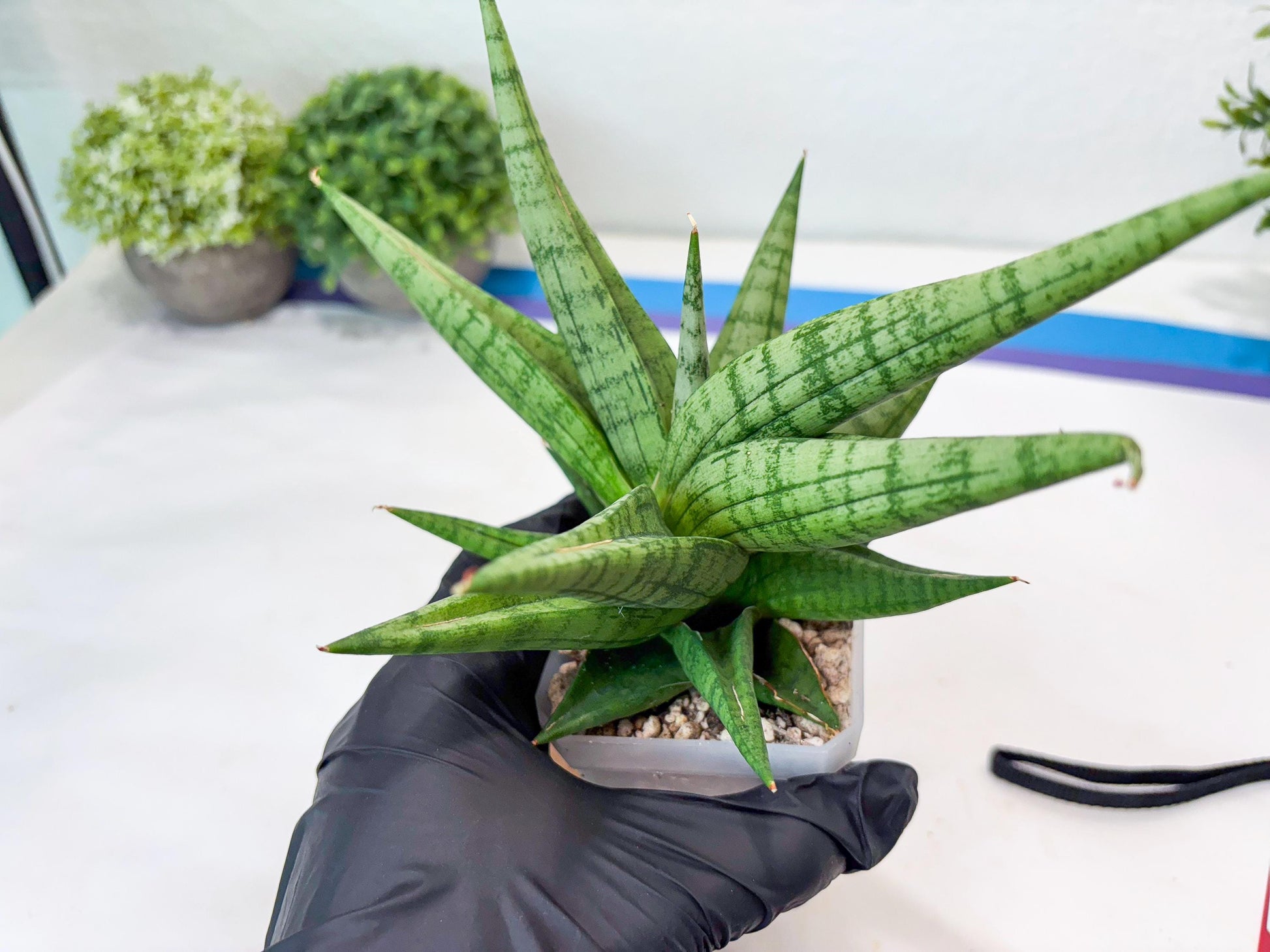 Sansevieria Bona (#Ba7) | Imported Plants | Rare Hybrid Species