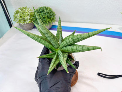 Sansevieria Bona (#Ba7) | Imported Plants | Rare Hybrid Species