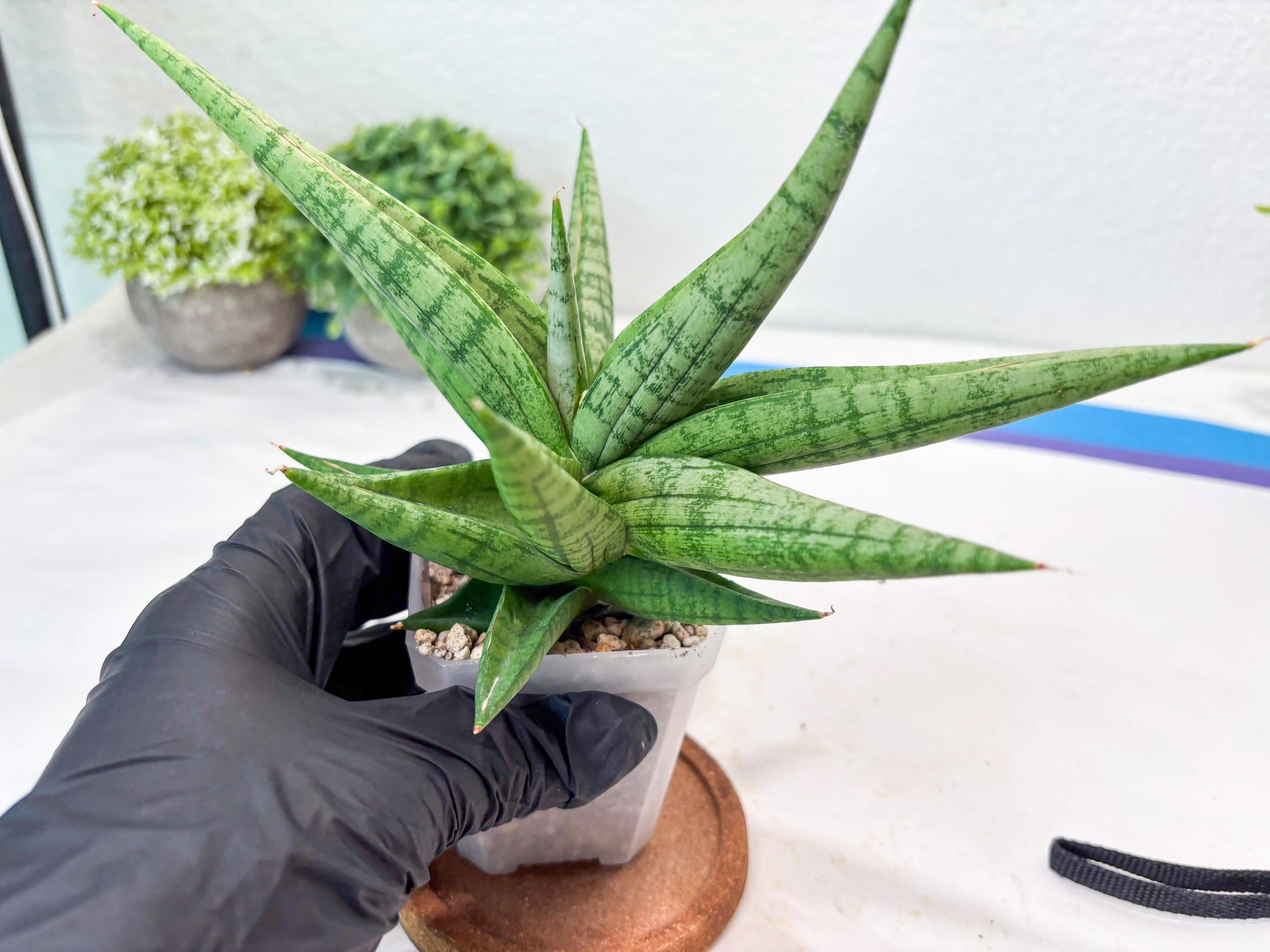 Sansevieria Bona (#Ba7) | Imported Plants | Rare Hybrid Species