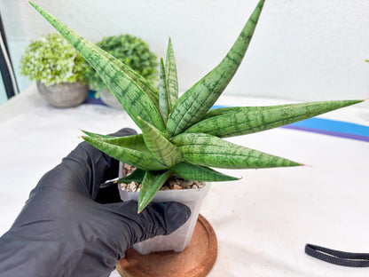 Sansevieria Bona (#Ba7) | Imported Plants | Rare Hybrid Species