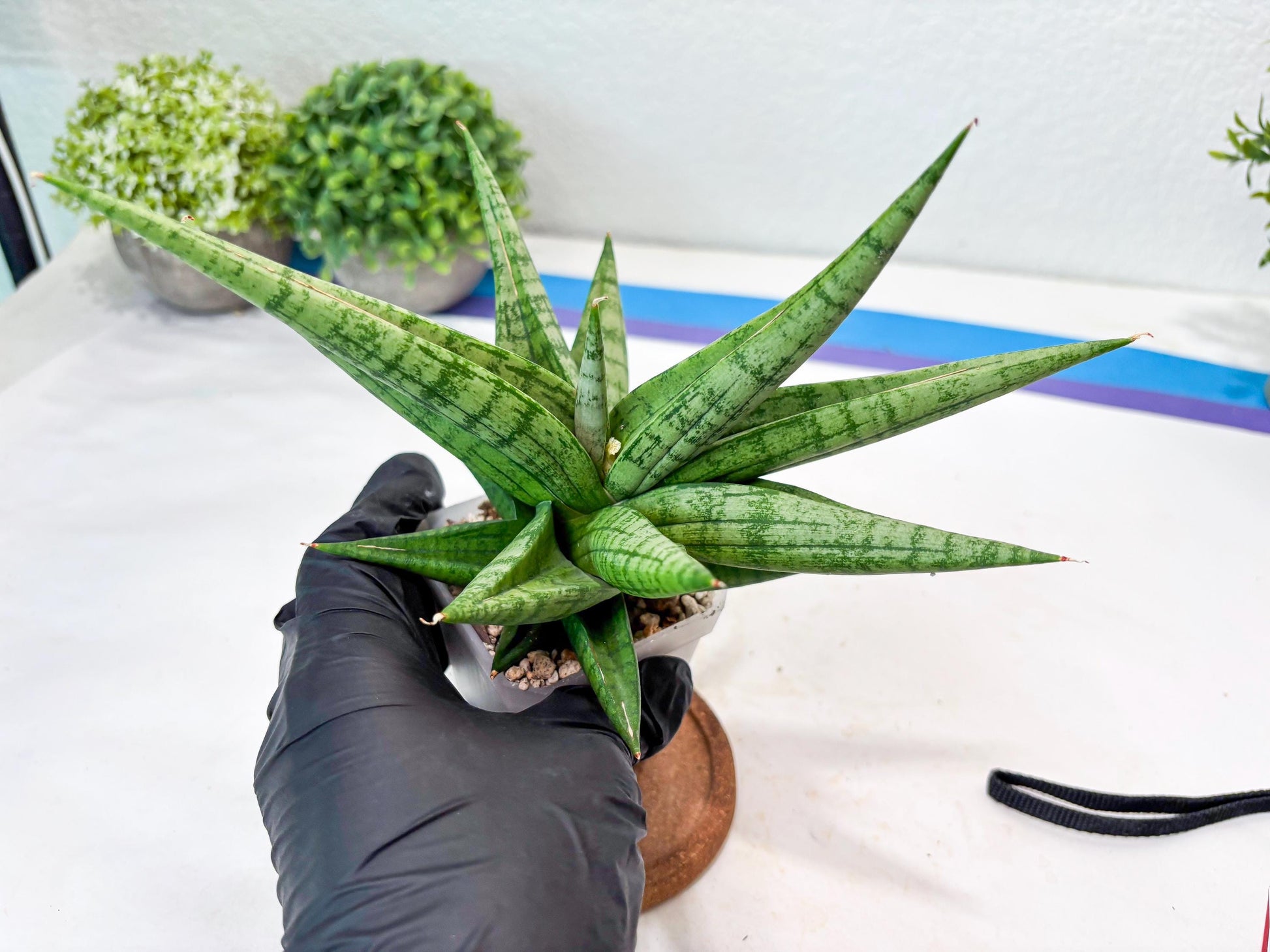 Sansevieria Bona (#Ba7) | Imported Plants | Rare Hybrid Species