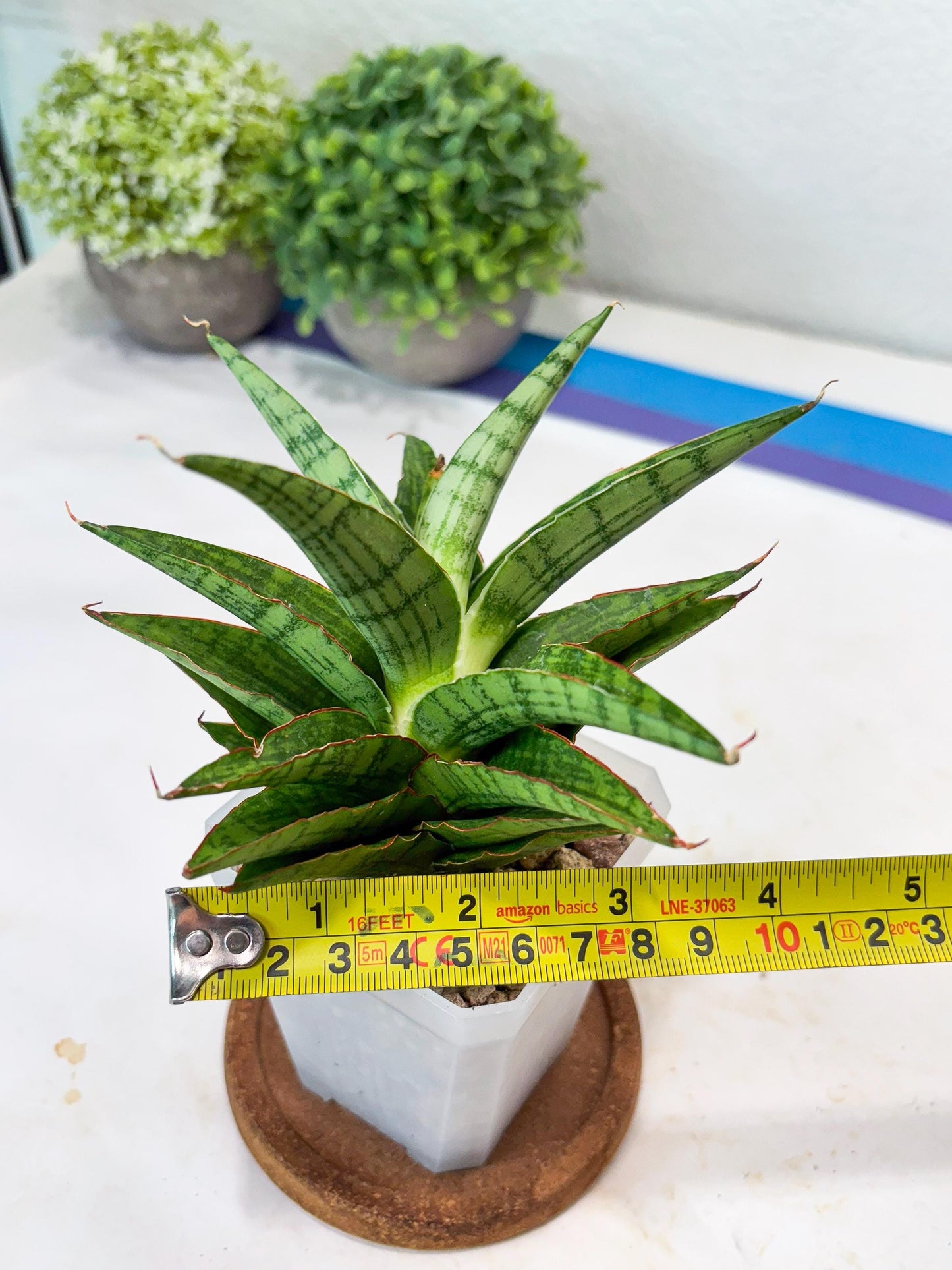 Sansevieria Catlin (#Ba8) | Imported Plants | Rare Hybrid Species