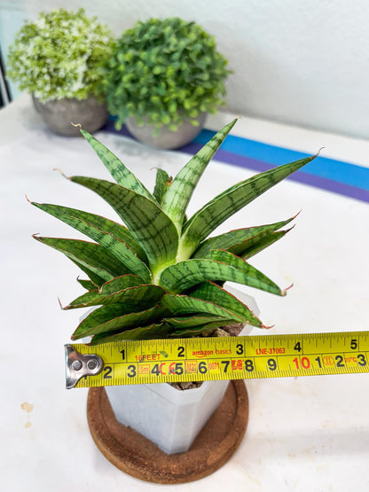 Sansevieria Catlin (#Ba8) | Imported Plants | Rare Hybrid Species