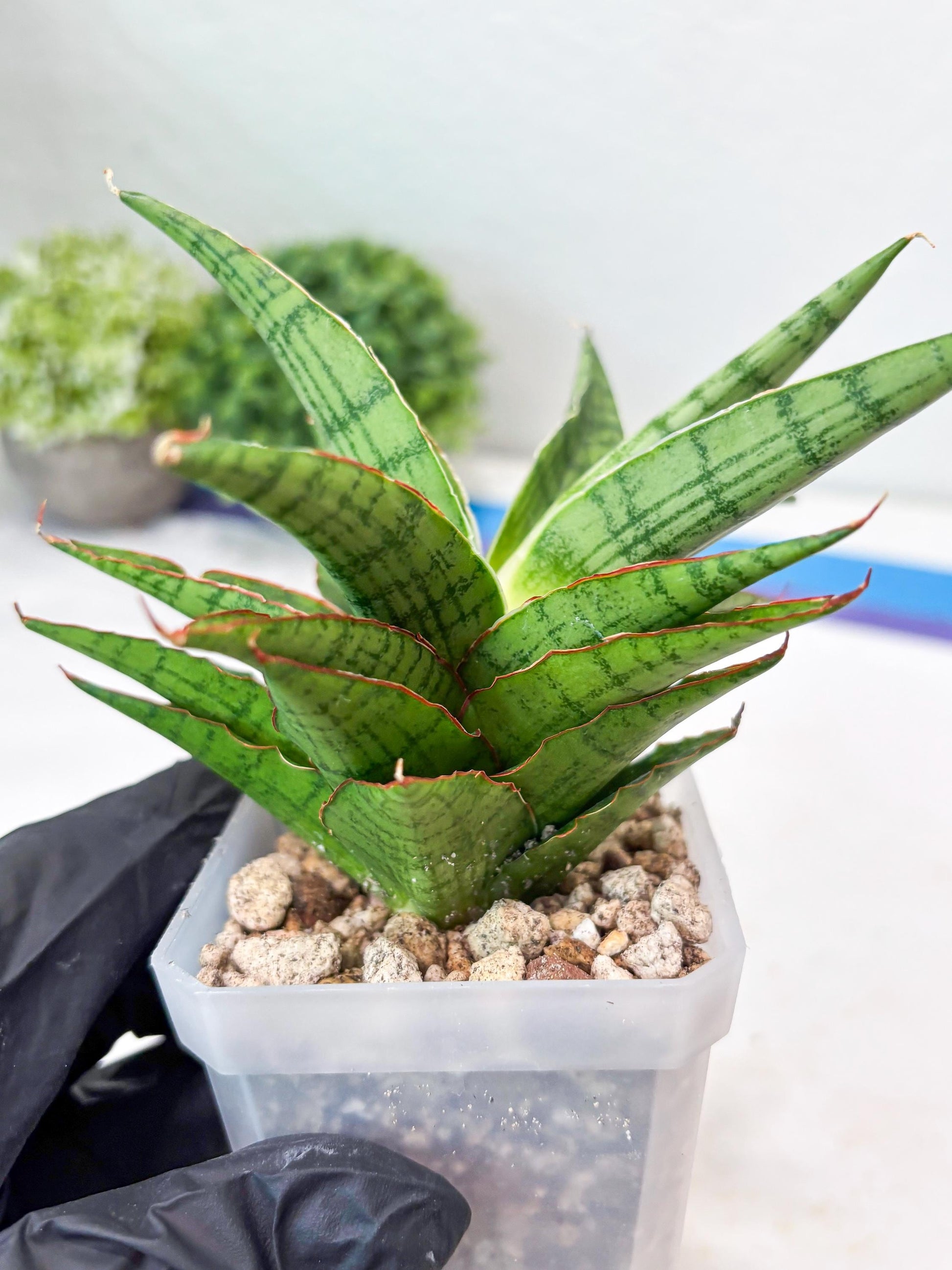 Sansevieria Catlin (#Ba8) | Imported Plants | Rare Hybrid Species