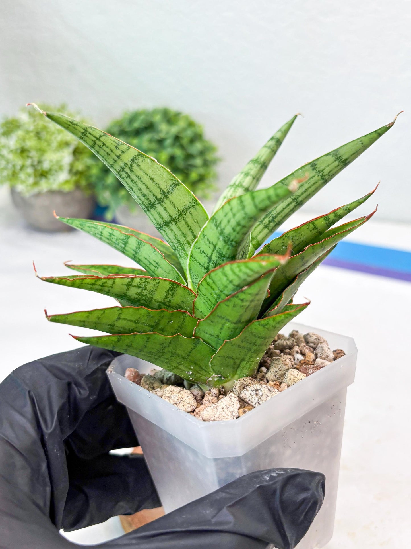 Sansevieria Catlin (#Ba8) | Imported Plants | Rare Hybrid Species