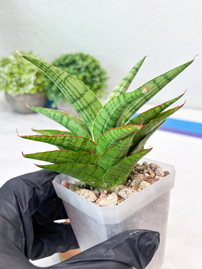 Sansevieria Catlin (#Ba8) | Imported Plants | Rare Hybrid Species