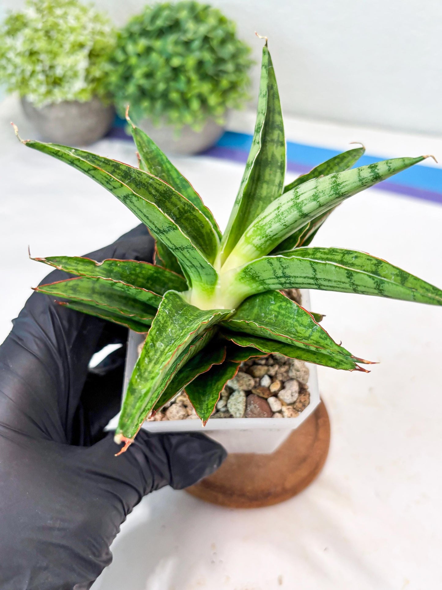 Sansevieria Catlin (#Ba8) | Imported Plants | Rare Hybrid Species