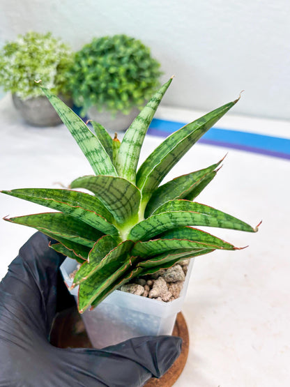 Sansevieria Catlin (#Ba8) | Imported Plants | Rare Hybrid Species