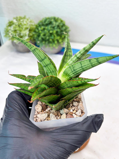 Sansevieria Catlin (#Ba8) | Imported Plants | Rare Hybrid Species