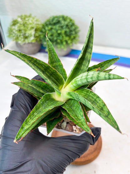 Sansevieria Catlin (#Ba8) | Imported Plants | Rare Hybrid Species