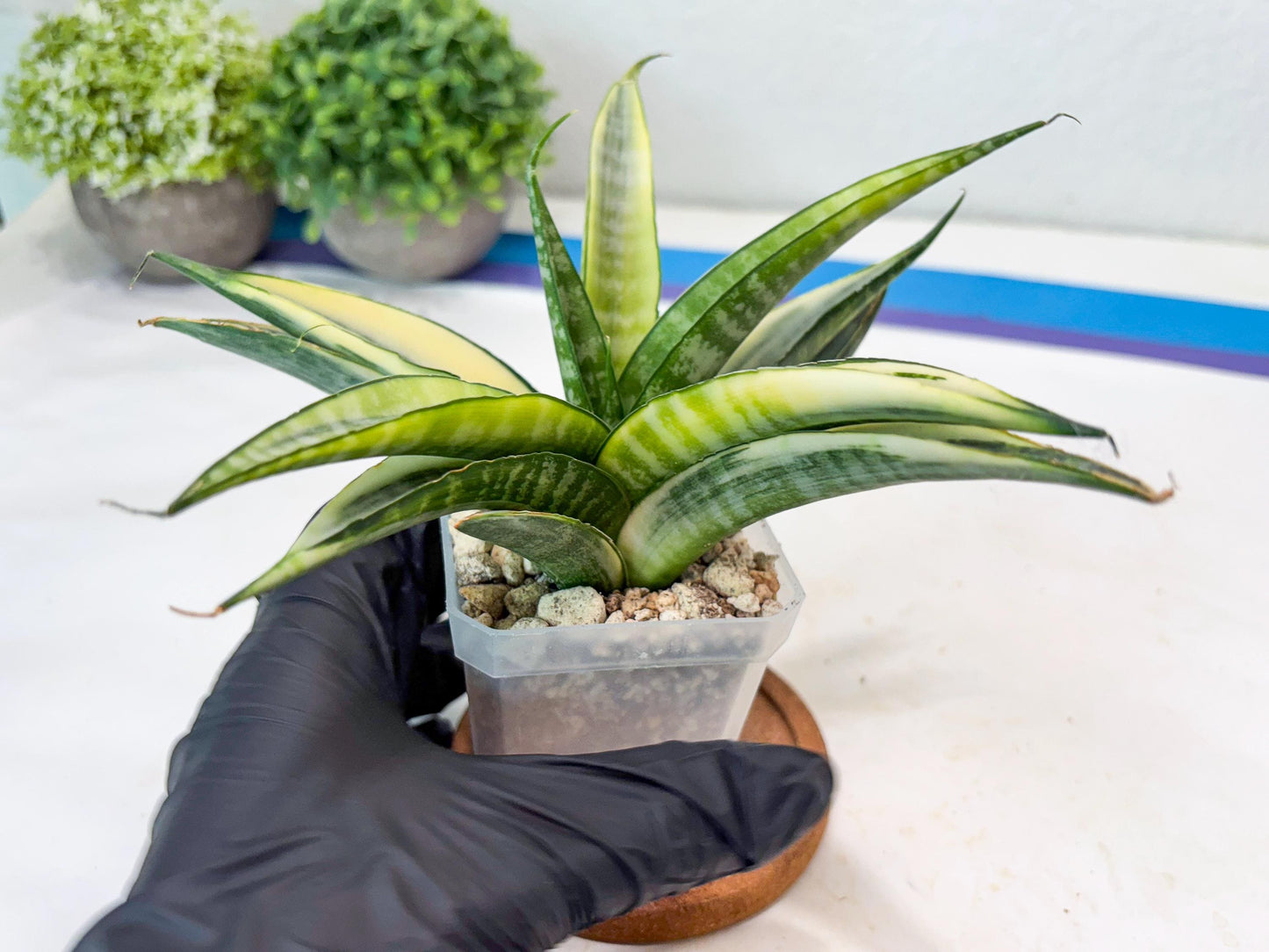 Sansevieria Cordova White (#Ba10) | Imported Plants