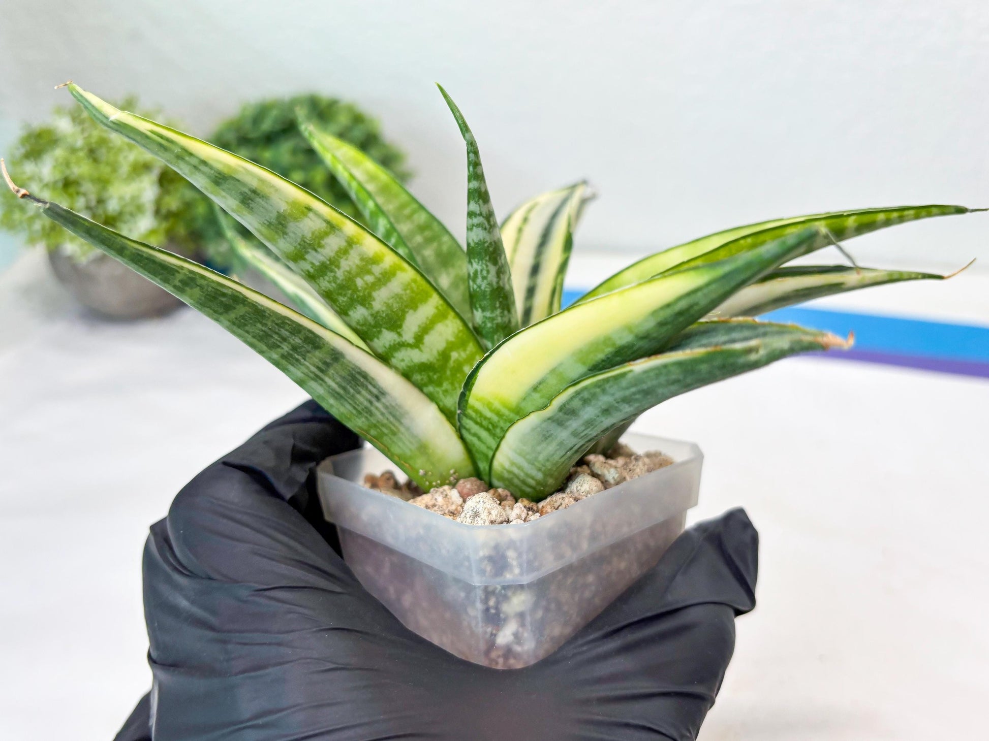 Sansevieria Cordova White (#Ba10) | Imported Plants