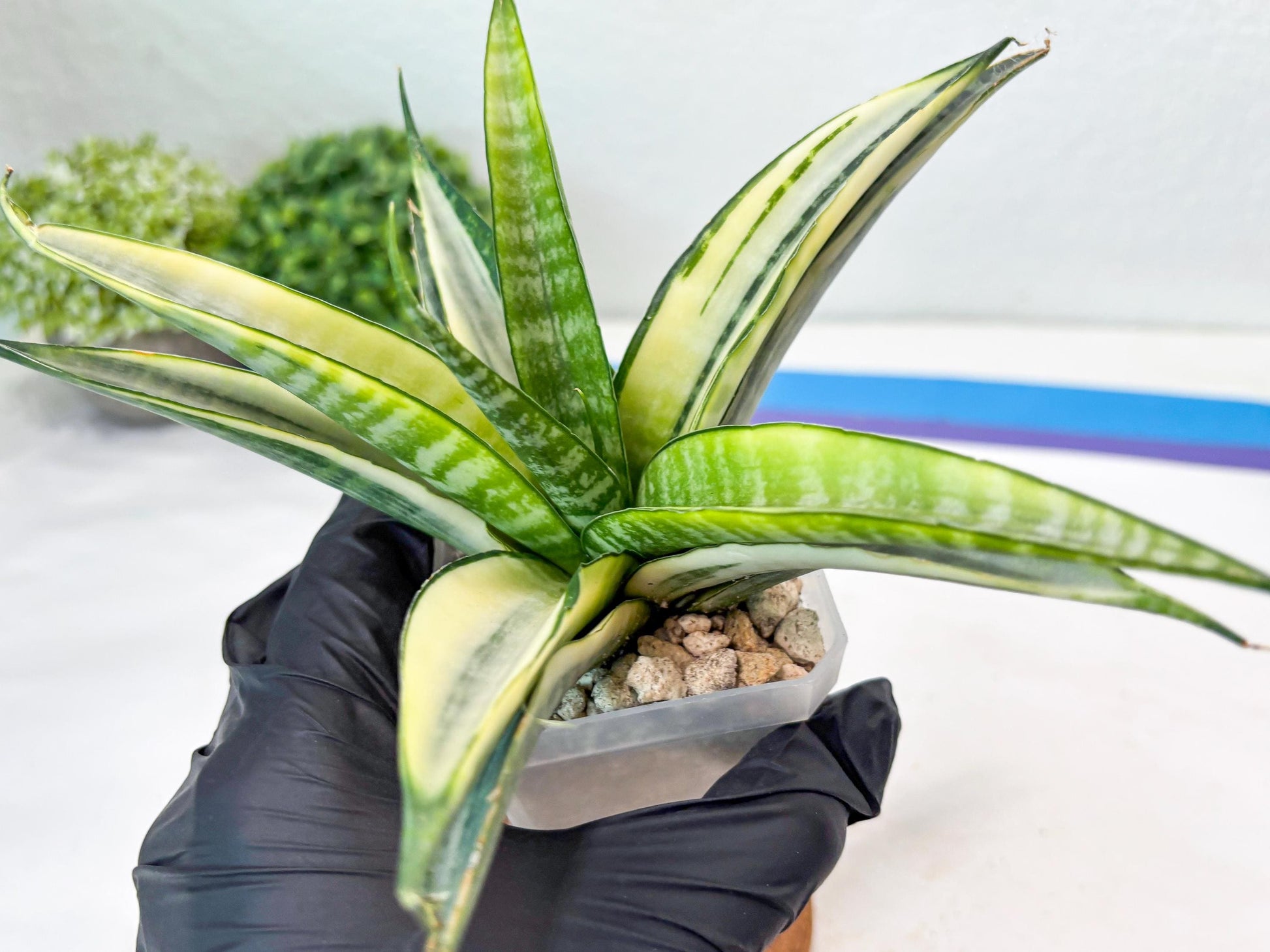Sansevieria Cordova White (#Ba10) | Imported Plants