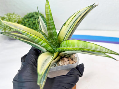Sansevieria Cordova White (#Ba10) | Imported Plants