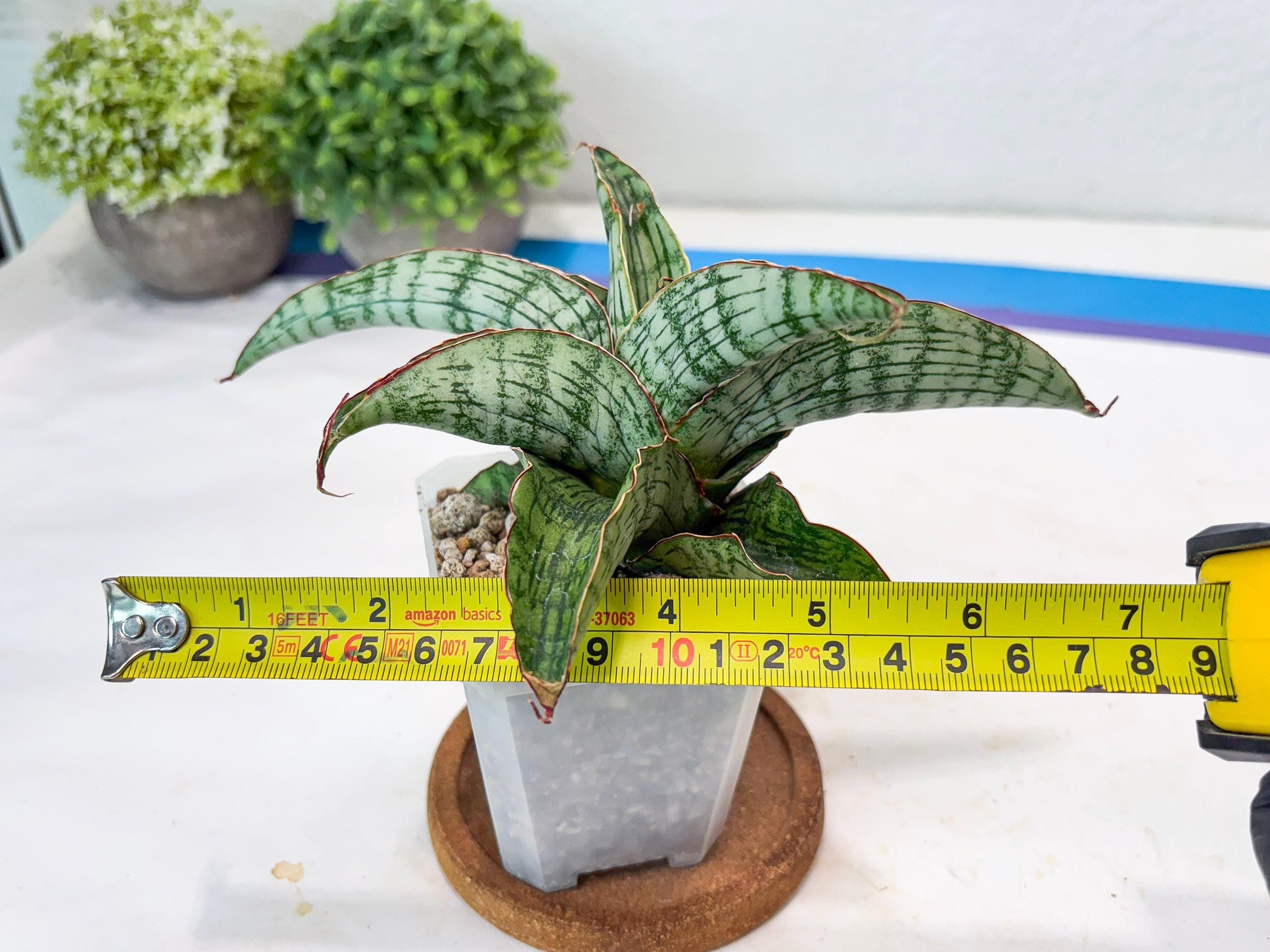 Sansevieria Gara (#Ba16) | Imported Plants