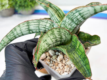 Sansevieria Gara (#Ba16) | Imported Plants