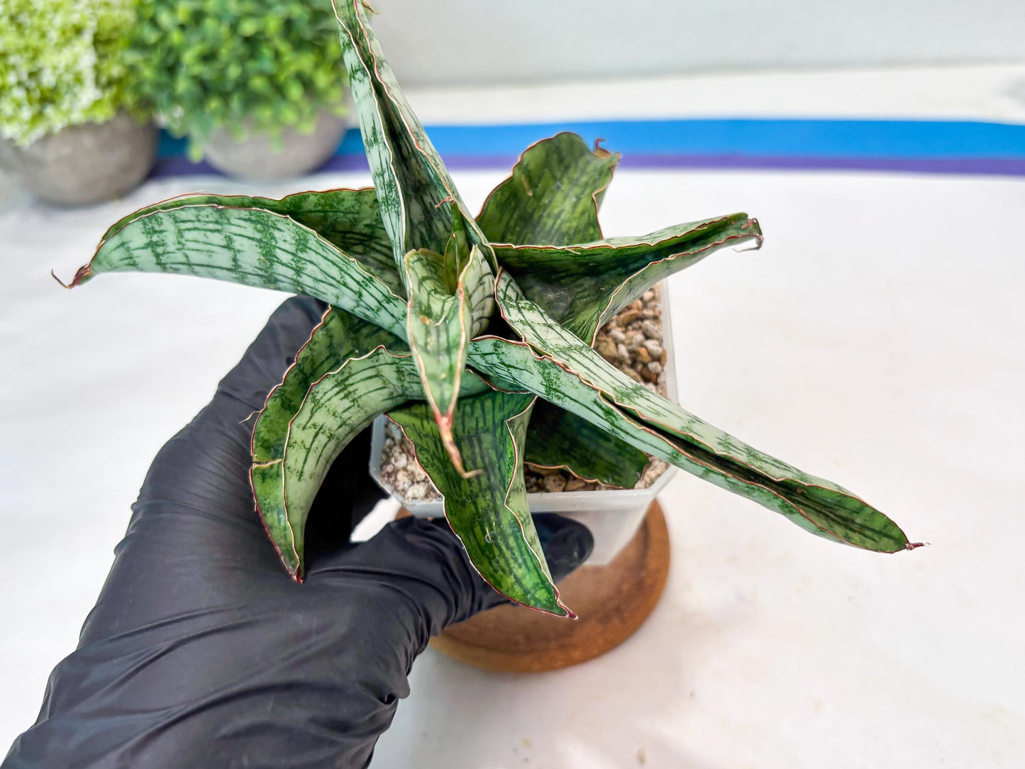 Sansevieria Gara (#Ba16) | Imported Plants