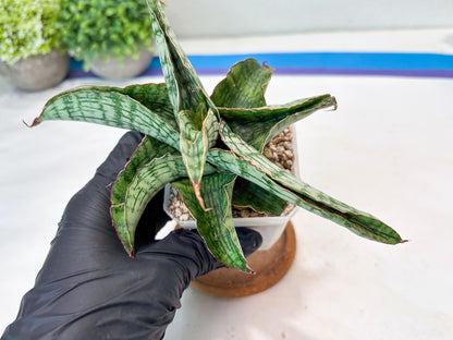 Sansevieria Gara (#Ba16) | Imported Plants