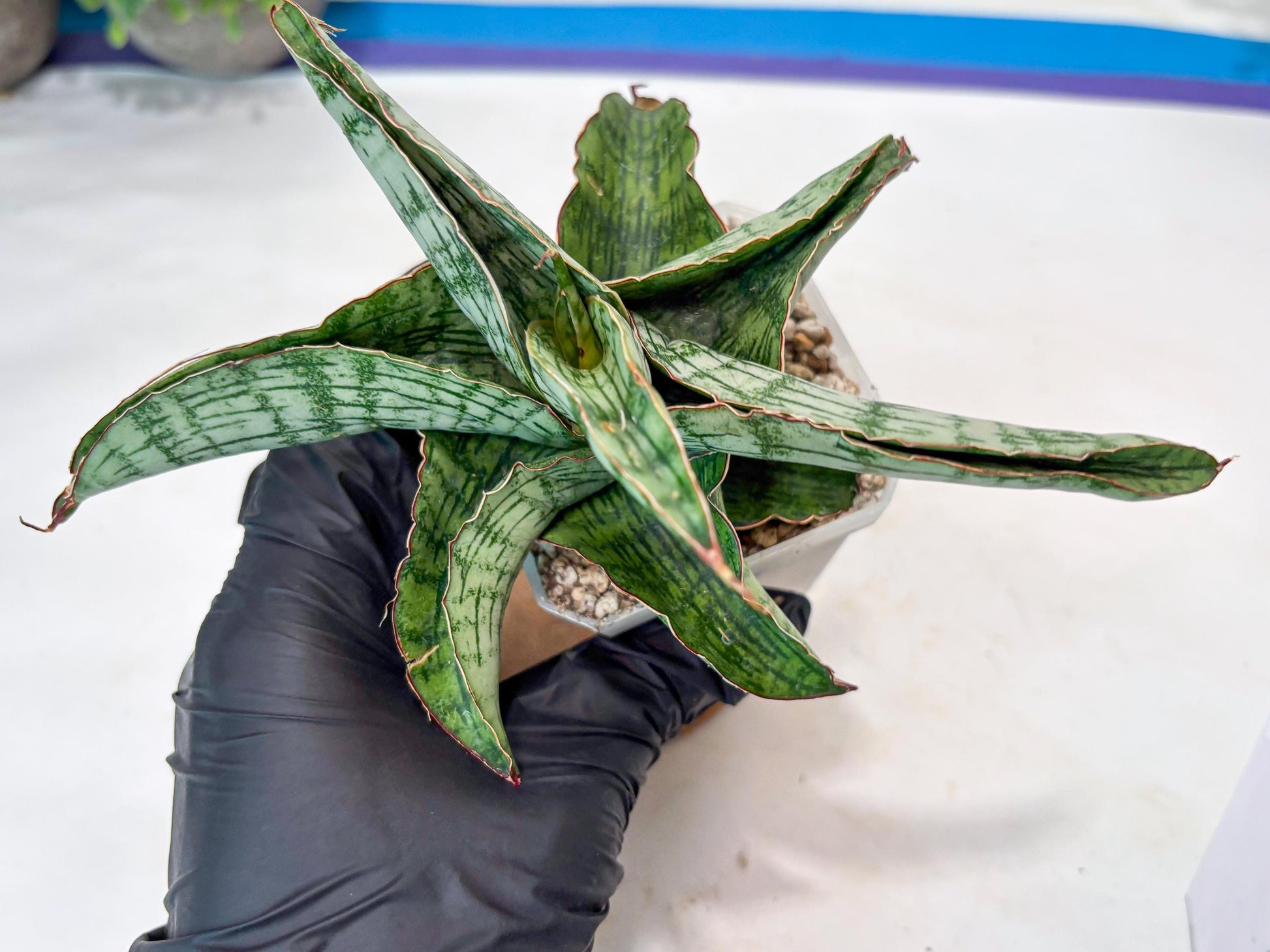 Sansevieria Gara (#Ba16) | Imported Plants