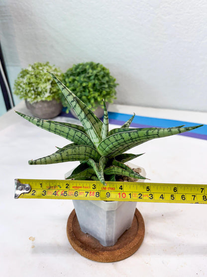 Sansevieria Irish Bella (#Ba22) | Imported Plants | Rare Hybrid Species