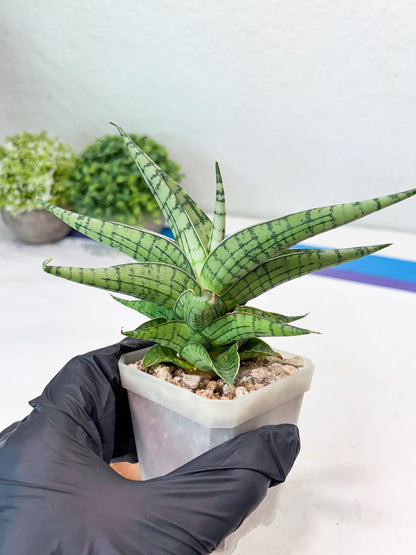 Sansevieria Irish Bella (#Ba22) | Imported Plants | Rare Hybrid Species