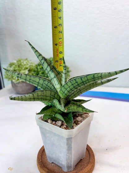 Sansevieria Irish Bella (#Ba22) | Imported Plants | Rare Hybrid Species