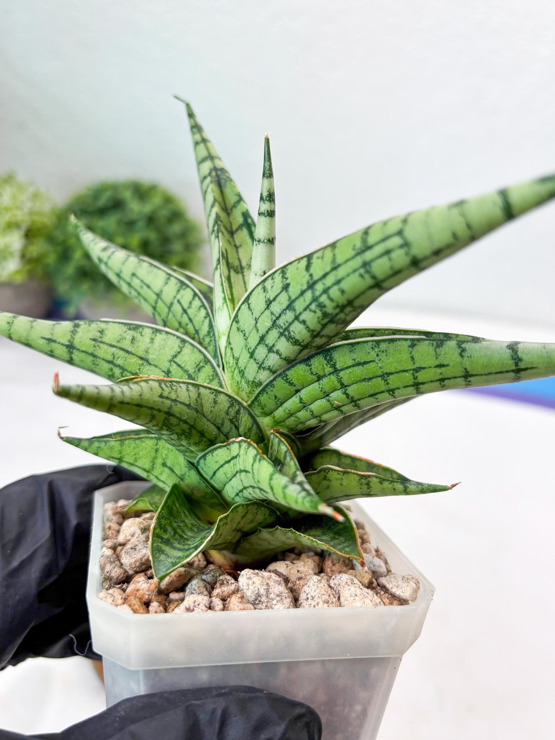 Sansevieria Irish Bella (#Ba22) | Imported Plants | Rare Hybrid Species