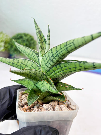 Sansevieria Irish Bella (#Ba22) | Imported Plants | Rare Hybrid Species