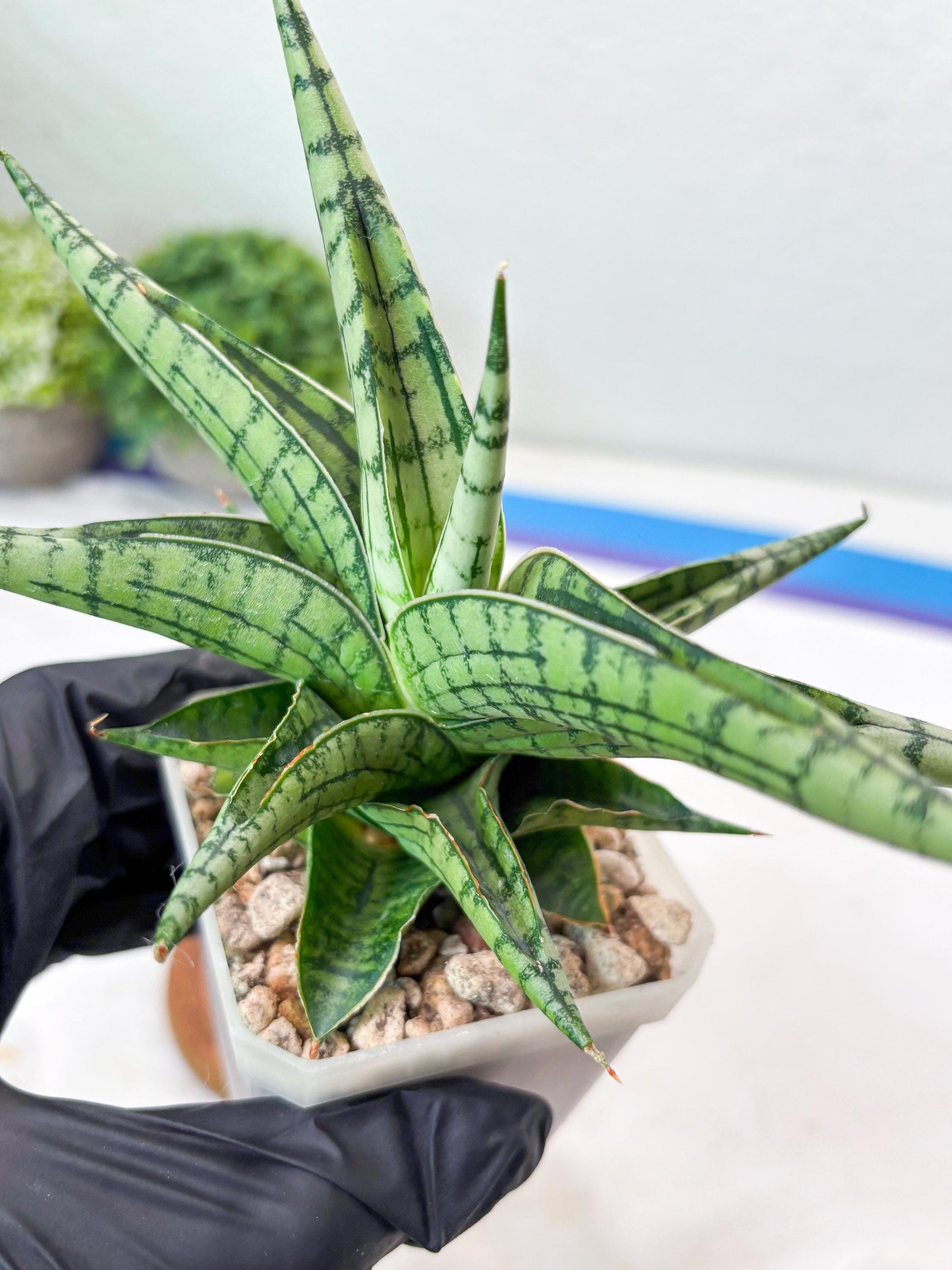 Sansevieria Irish Bella (#Ba22) | Imported Plants | Rare Hybrid Species