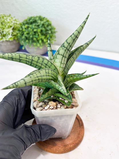 Sansevieria Irish Bella (#Ba22) | Imported Plants | Rare Hybrid Species