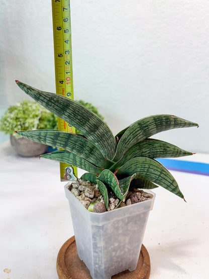Sansevieria Macho (#Ba31) | Imported Plants