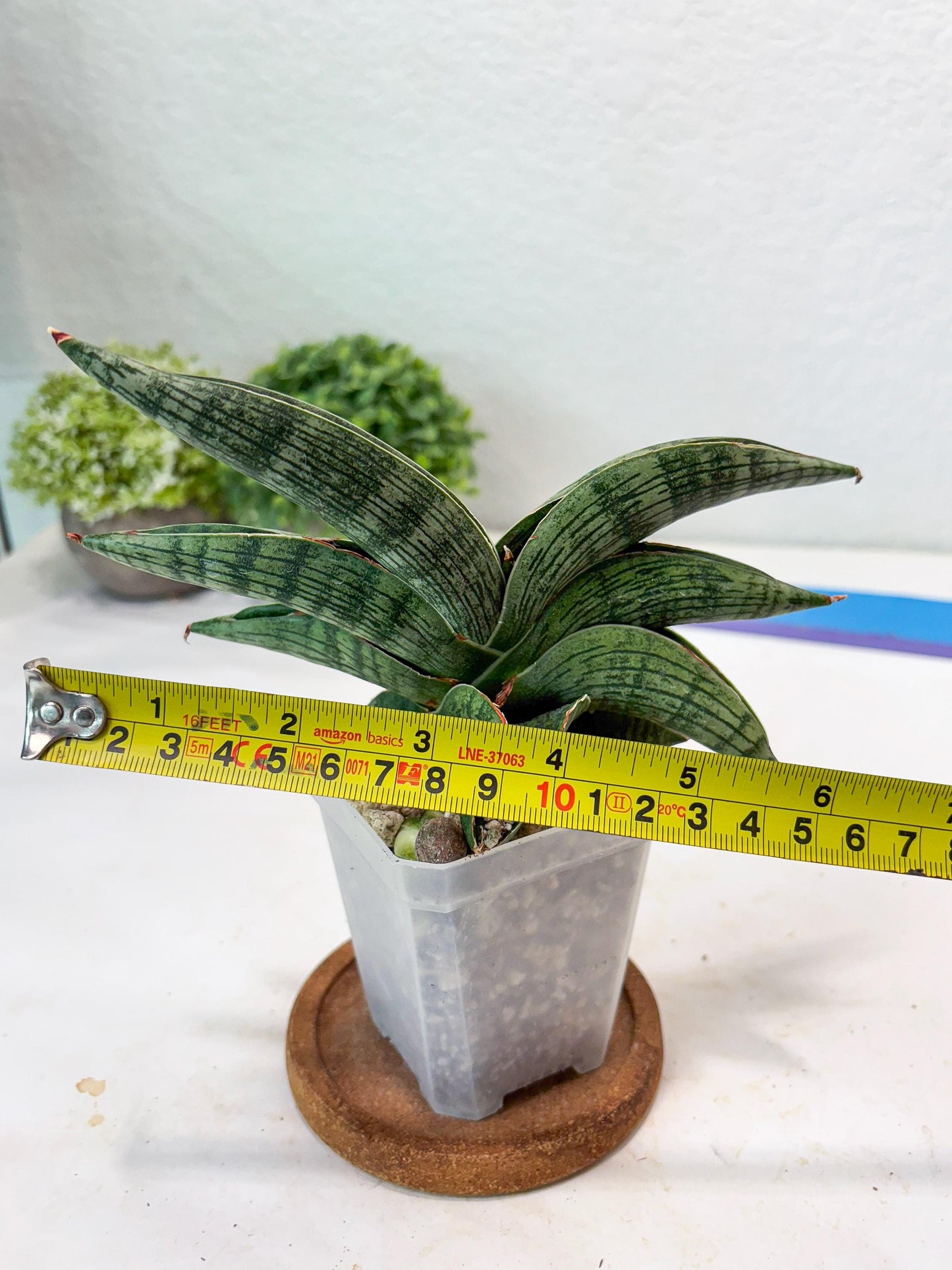 Sansevieria Macho (#Ba31) | Imported Plants