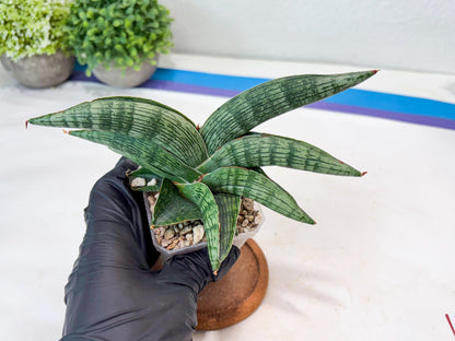 Sansevieria Macho (#Ba31) | Imported Plants