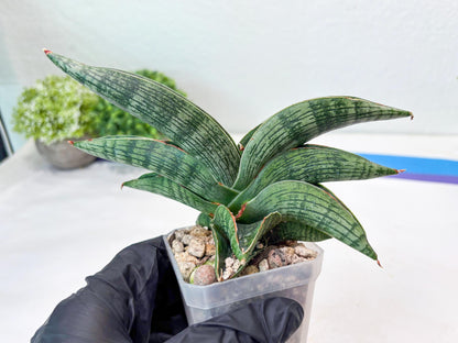 Sansevieria Macho (#Ba31) | Imported Plants