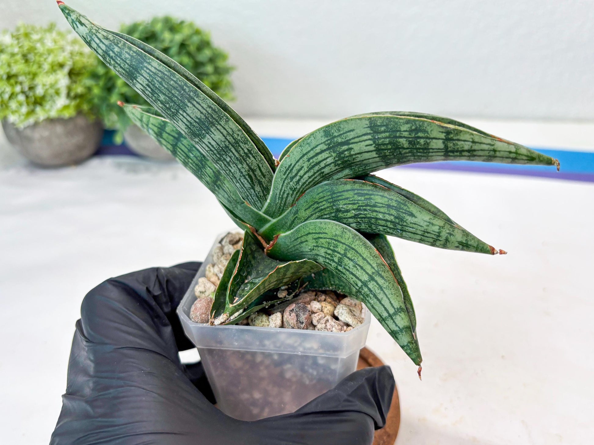 Sansevieria Macho (#Ba31) | Imported Plants