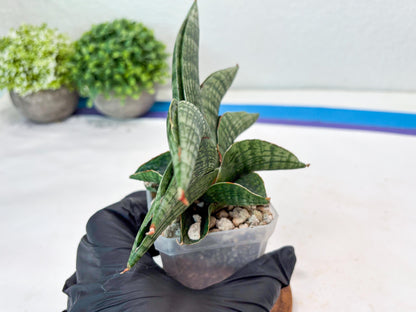 Sansevieria Macho (#Ba31) | Imported Plants