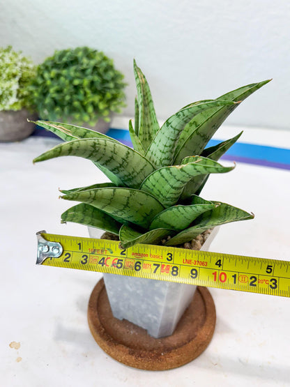Sansevieria Marisa (#Ba33) | Imported Plants