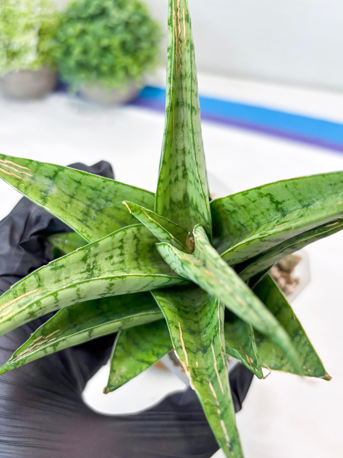 Sansevieria Marisa (#Ba33) | Imported Plants
