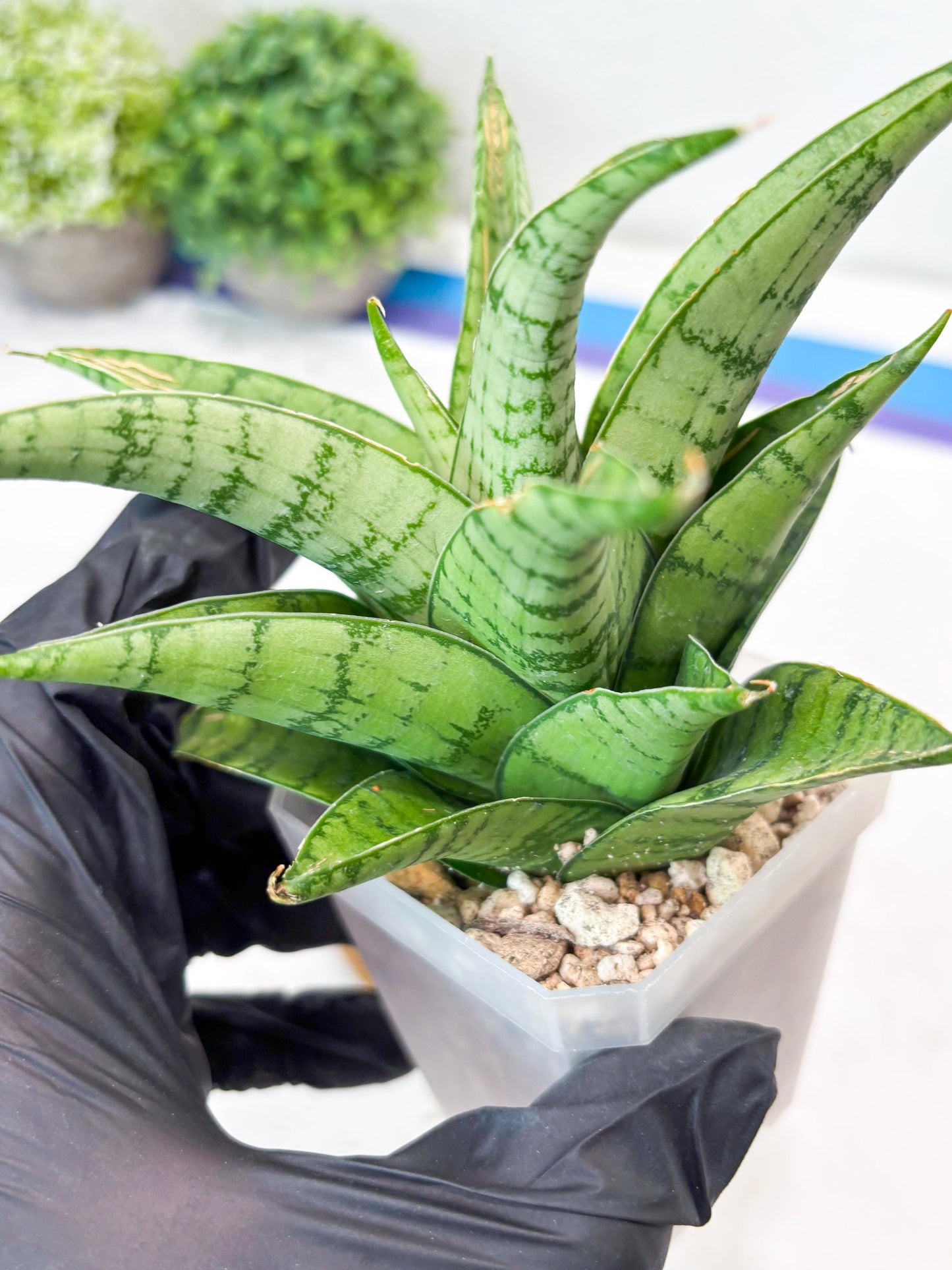 Sansevieria Marisa (#Ba33) | Imported Plants