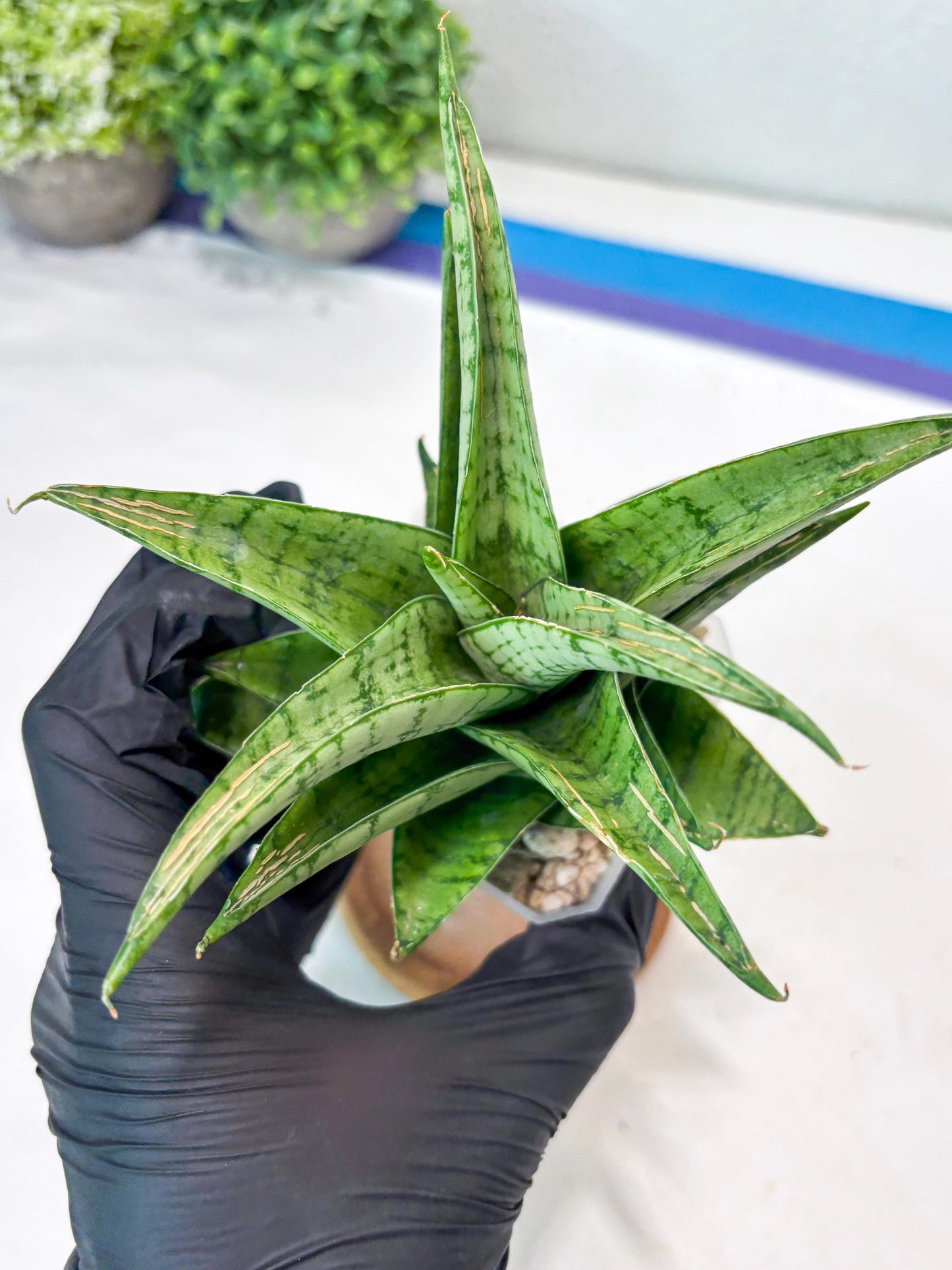 Sansevieria Marisa (#Ba33) | Imported Plants