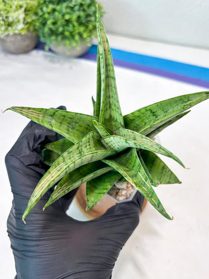 Sansevieria Marisa (#Ba33) | Imported Plants