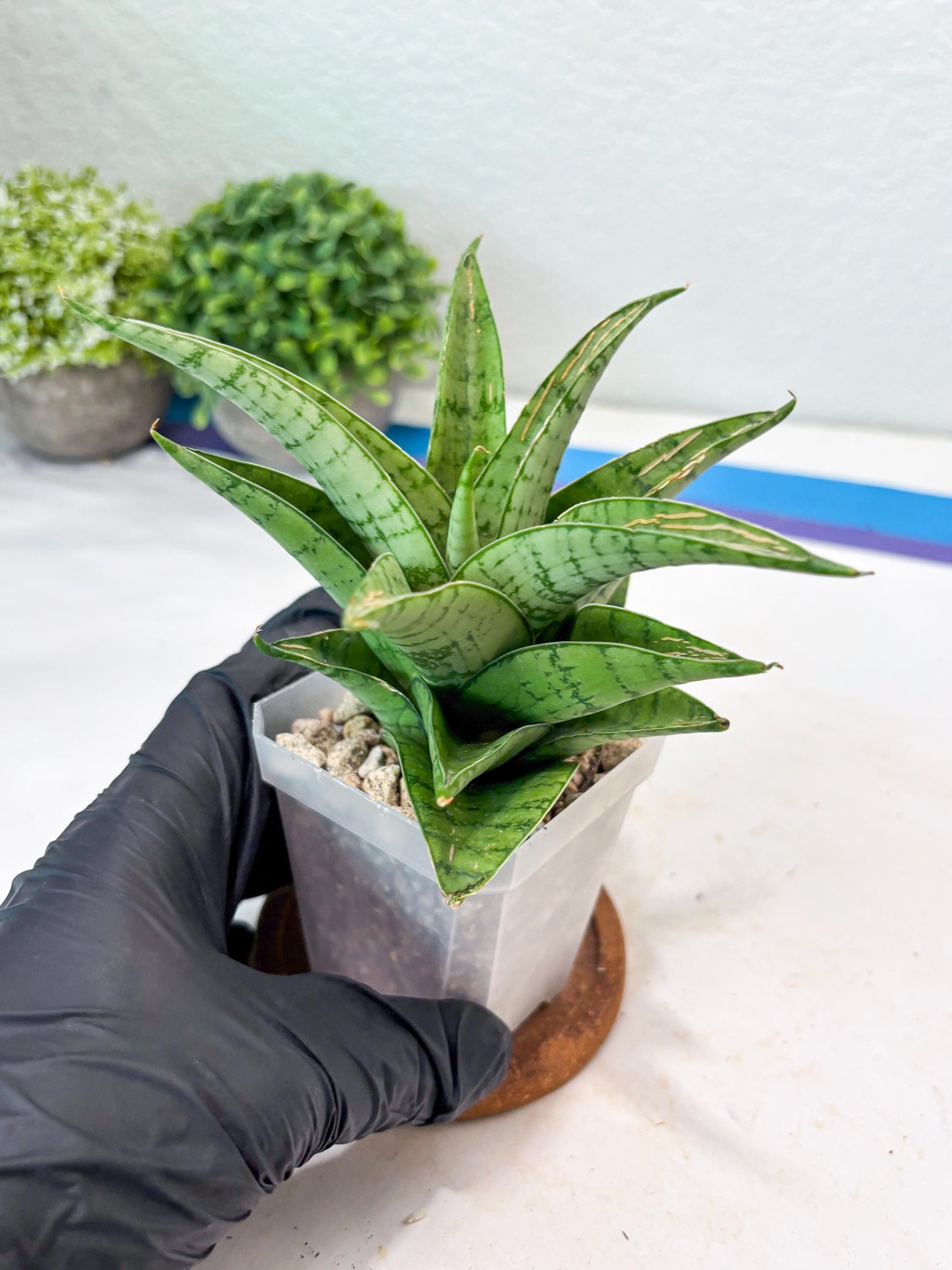 Sansevieria Marisa (#Ba33) | Imported Plants