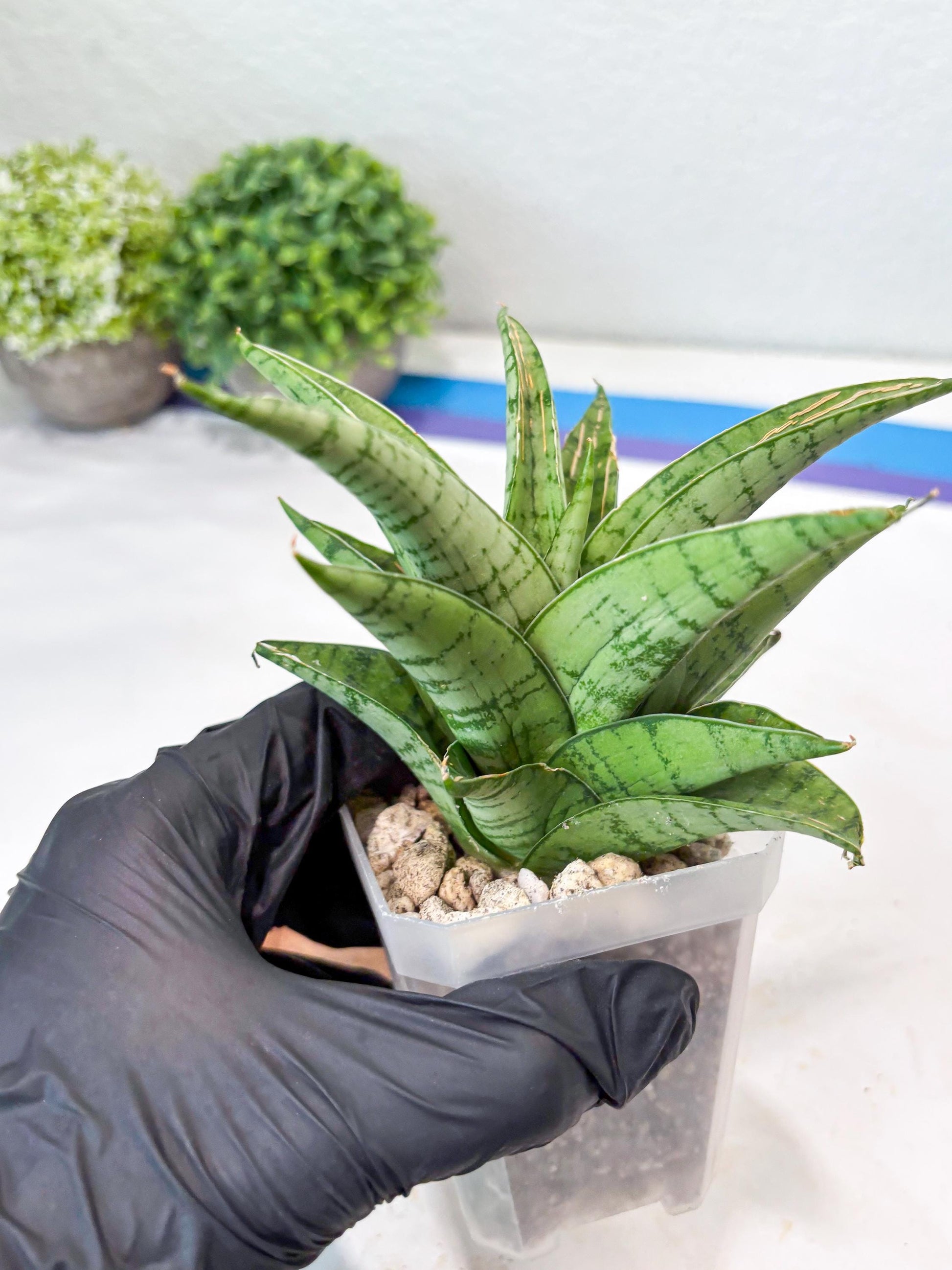 Sansevieria Marisa (#Ba33) | Imported Plants