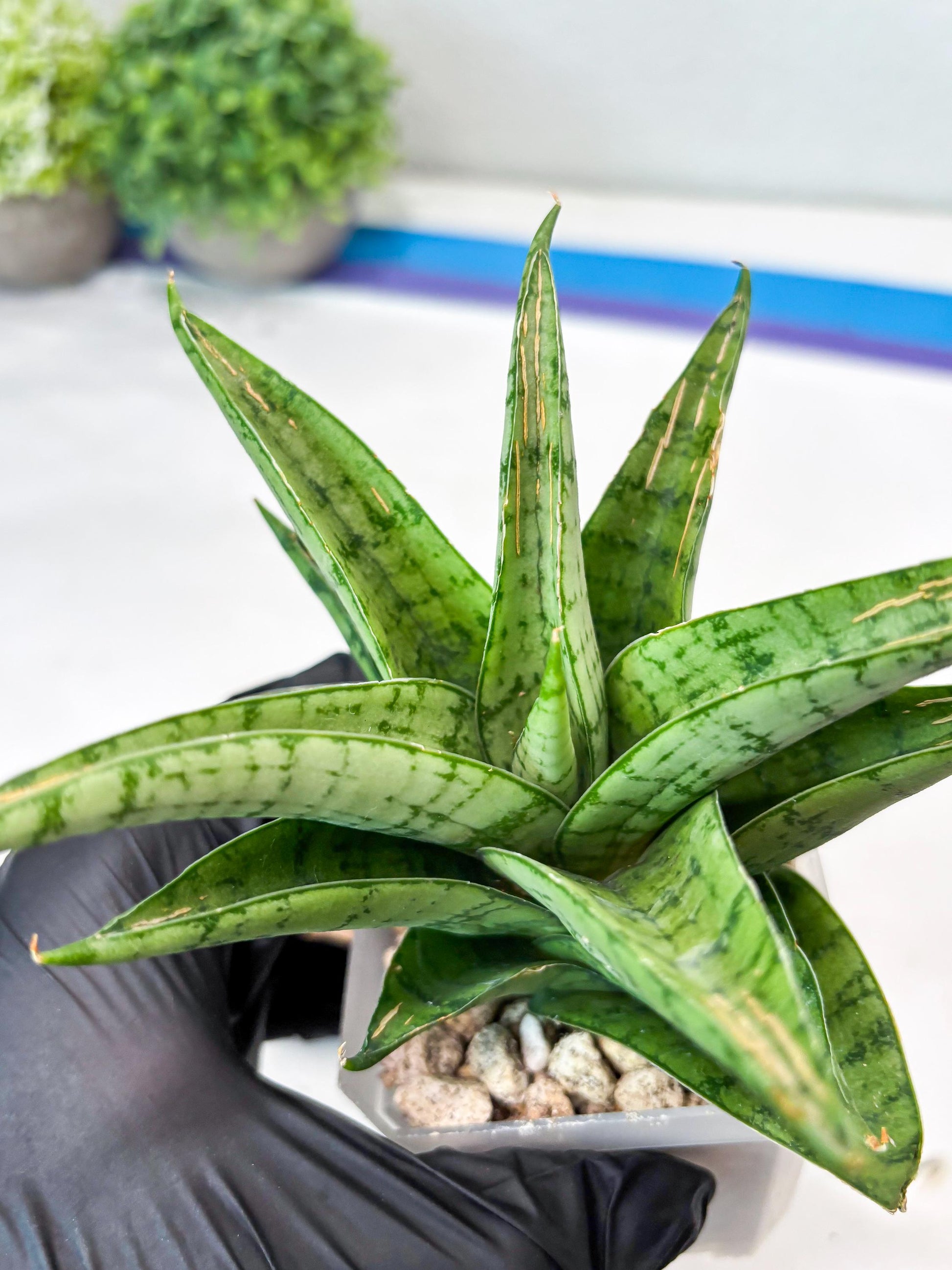Sansevieria Marisa (#Ba33) | Imported Plants