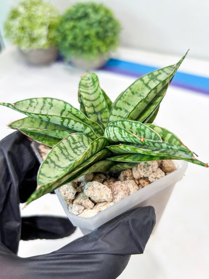 Sansevieria Pandawa (#Ba40) | Imported Plants