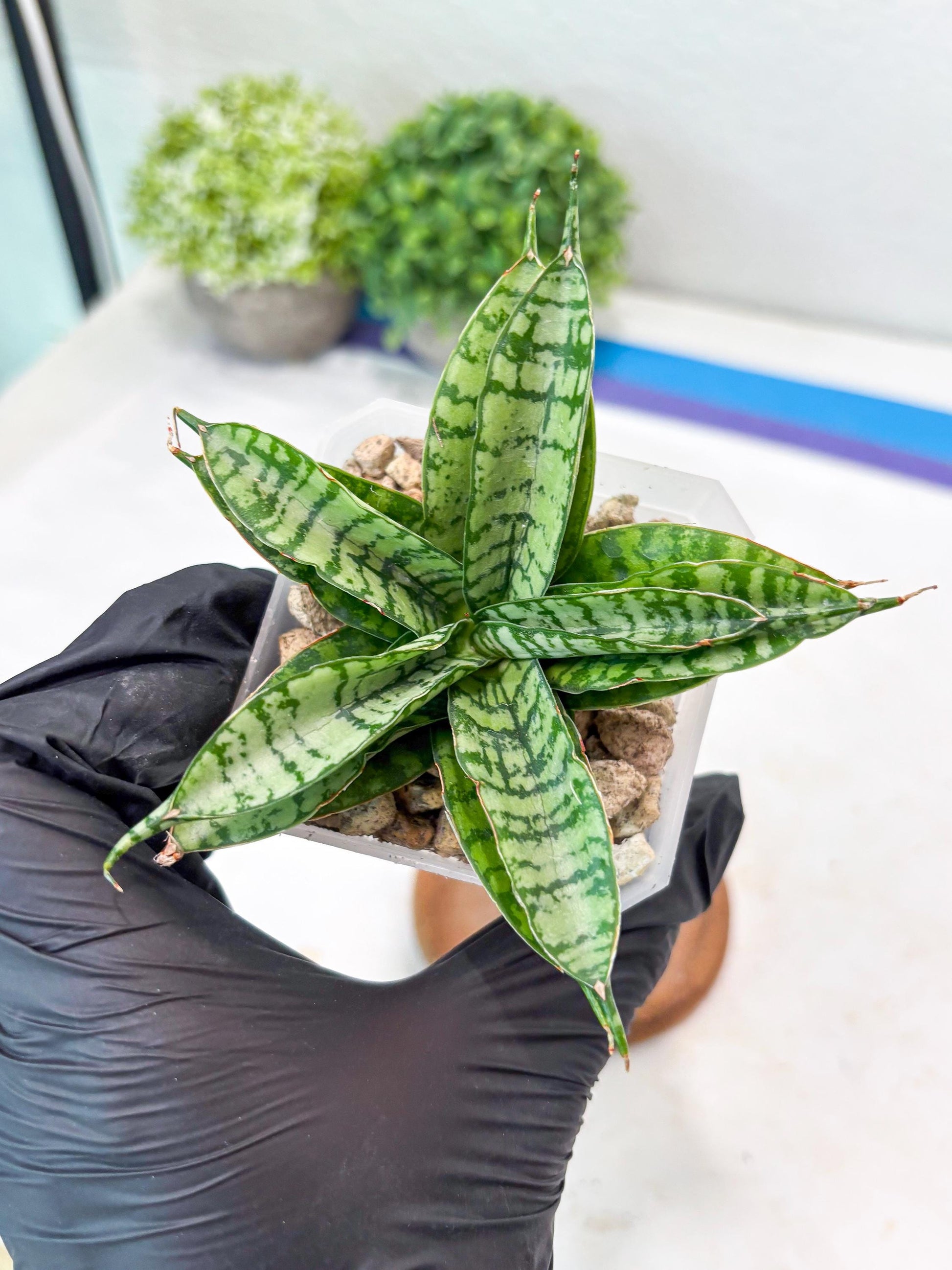 Sansevieria Pandawa (#Ba40) | Imported Plants