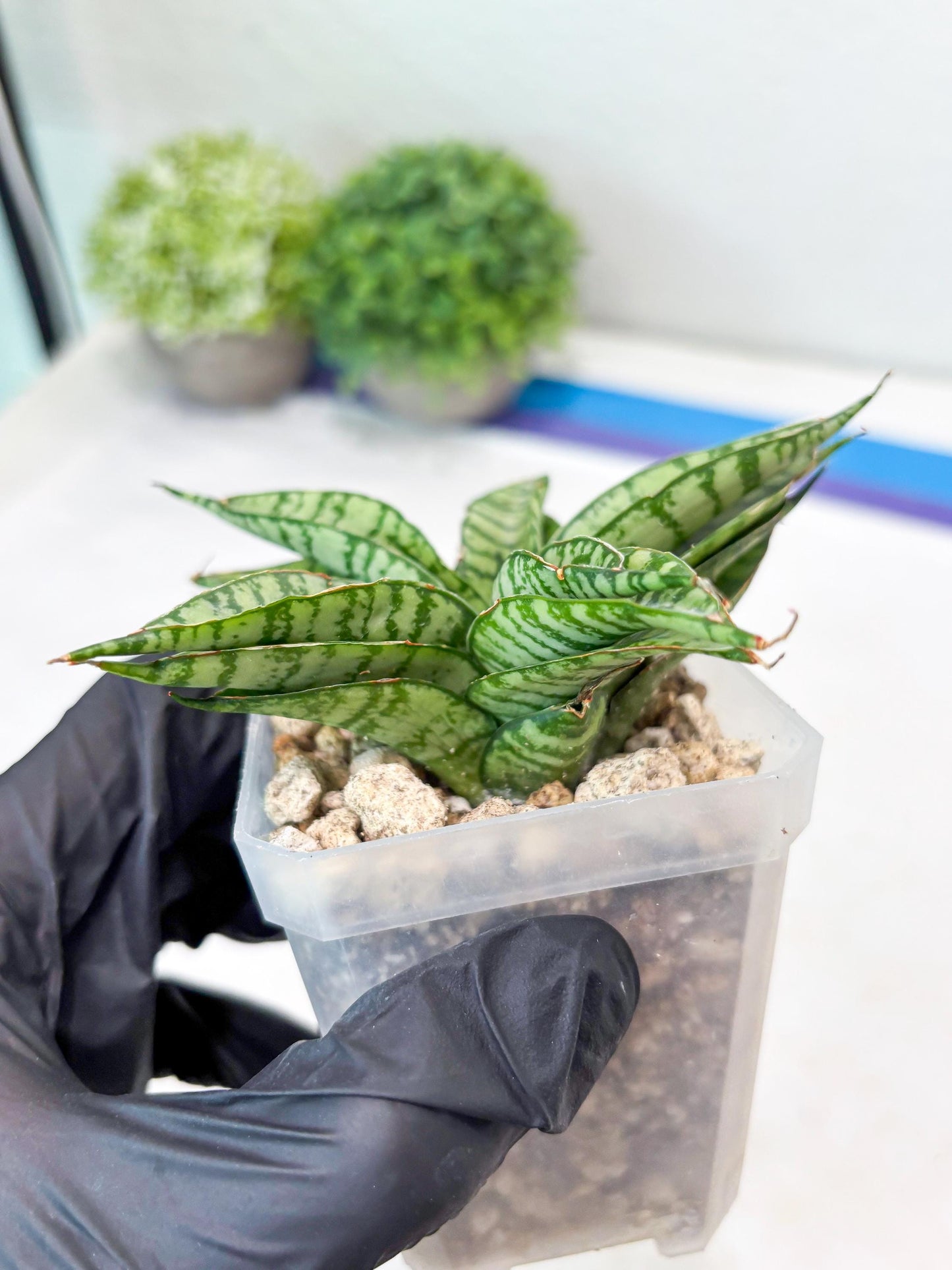 Sansevieria Pandawa (#Ba40) | Imported Plants