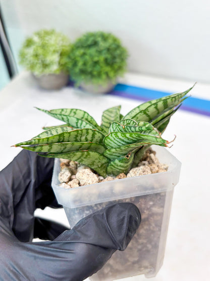 Sansevieria Pandawa (#Ba40) | Imported Plants