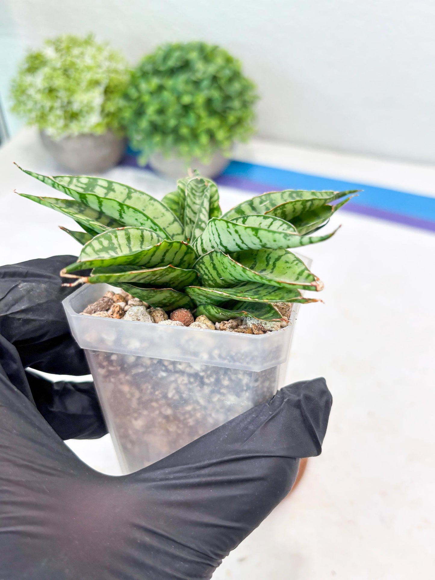 Sansevieria Pandawa (#Ba40) | Imported Plants